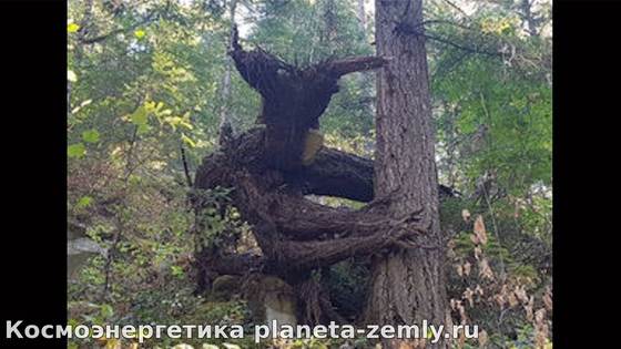 Пугающие деревья и аномальные зоны planeta-zemly.ru