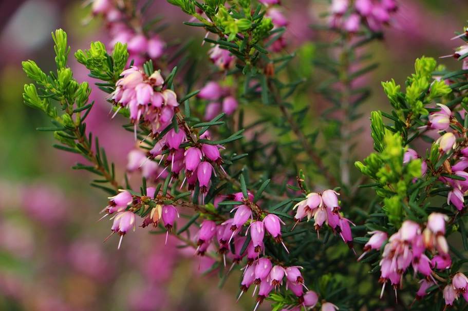 Миловидный кустарник с ароматными мелкими цветочками является растение