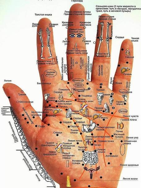 Диагностика по рукам: кисти и ладони